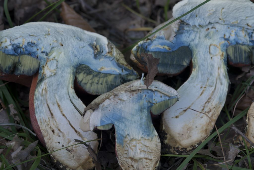 Conferma Boletus satanas